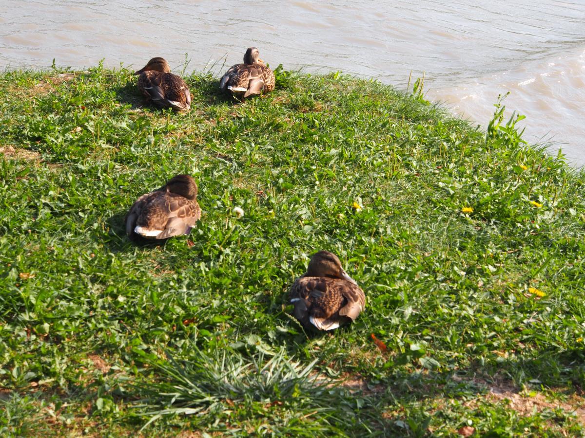 Laszlo Nyaralohaz Balatonfenyves Exteriér fotografie